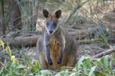 Kleine kangoeroe