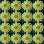 Wallpaper of yellow daisy & drops