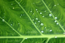 Gotas de agua sobre la hoja verde