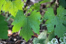 Water droplets on vine leaves