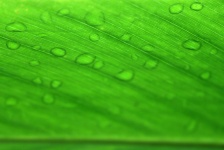 Vodní kapky podsvícené zelené listy
