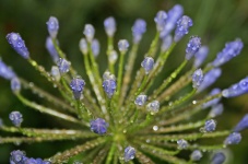 Water drops on blue agapanthus buds