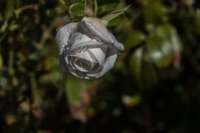 Wet Rose White
