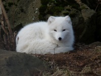 Vit arktisk räv