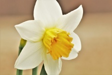 White Daffodil Close-up 2
