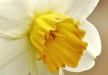 White Daffodil Macro