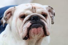 Fehér angol bulldog portré