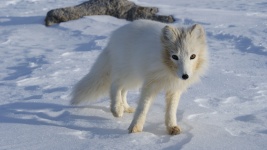 Weißer Fuchs