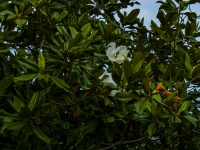 White Magnolia Blossom