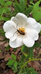 White Prairie Rose And Beetle