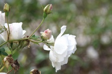 White rose bokeh