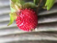 Лесная ягода