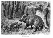 Dzika świnia Dzika świnia 1891