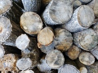 Pile de bois dans la nature