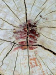 Wood Rings Tree Slice Profile