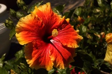 Yellow and red hibiscus flower