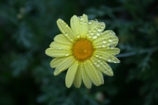 Yellow daisy with water drops