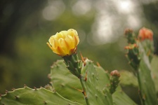 Gele bloem op een cactusvijg