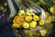Yellow Roses Ready For Sale
