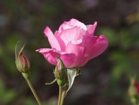 Młoda menchii róża w ogródzie