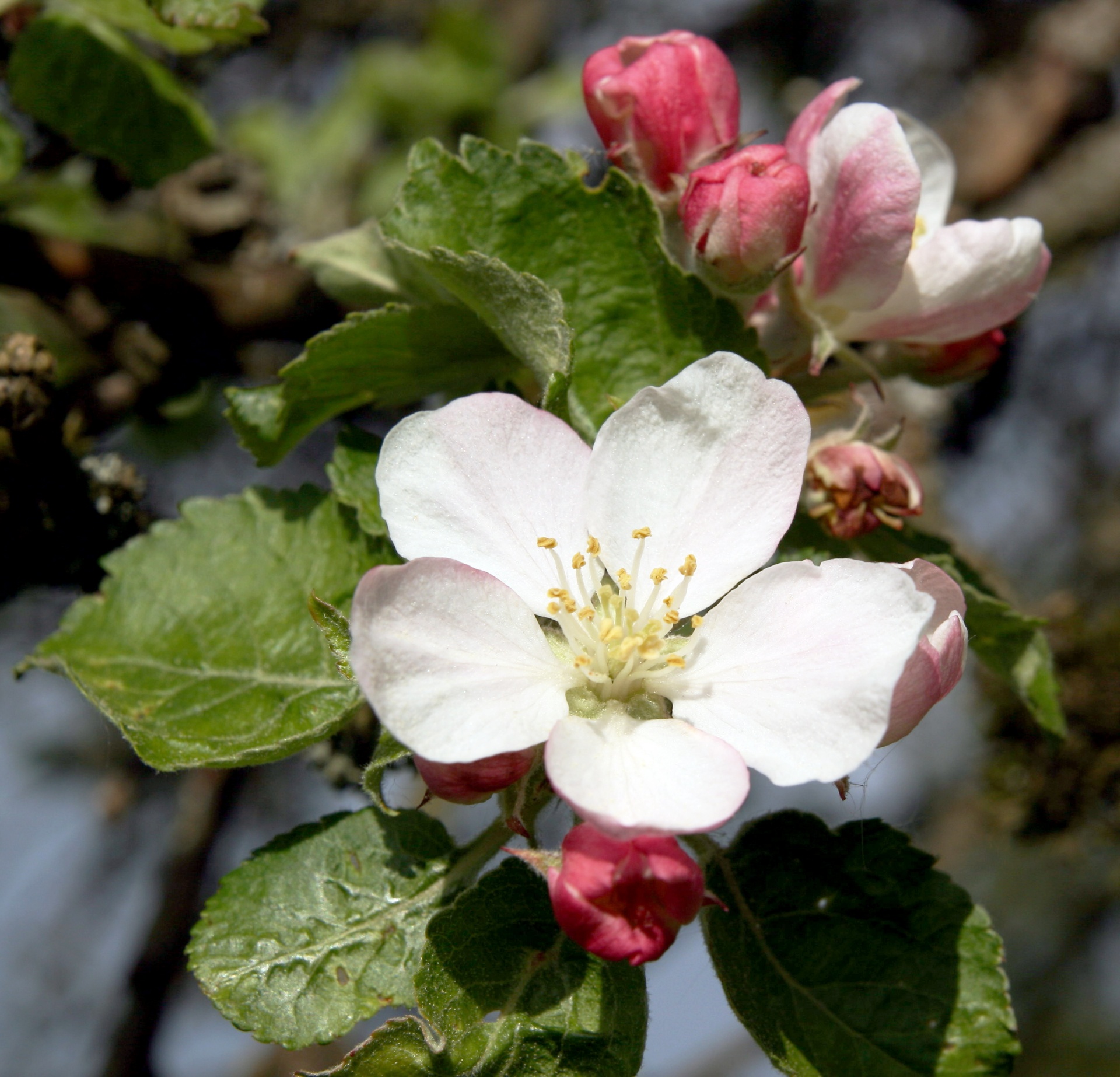 春天 开花 苹果花 - Pixabay上的免费照片 - Pixabay