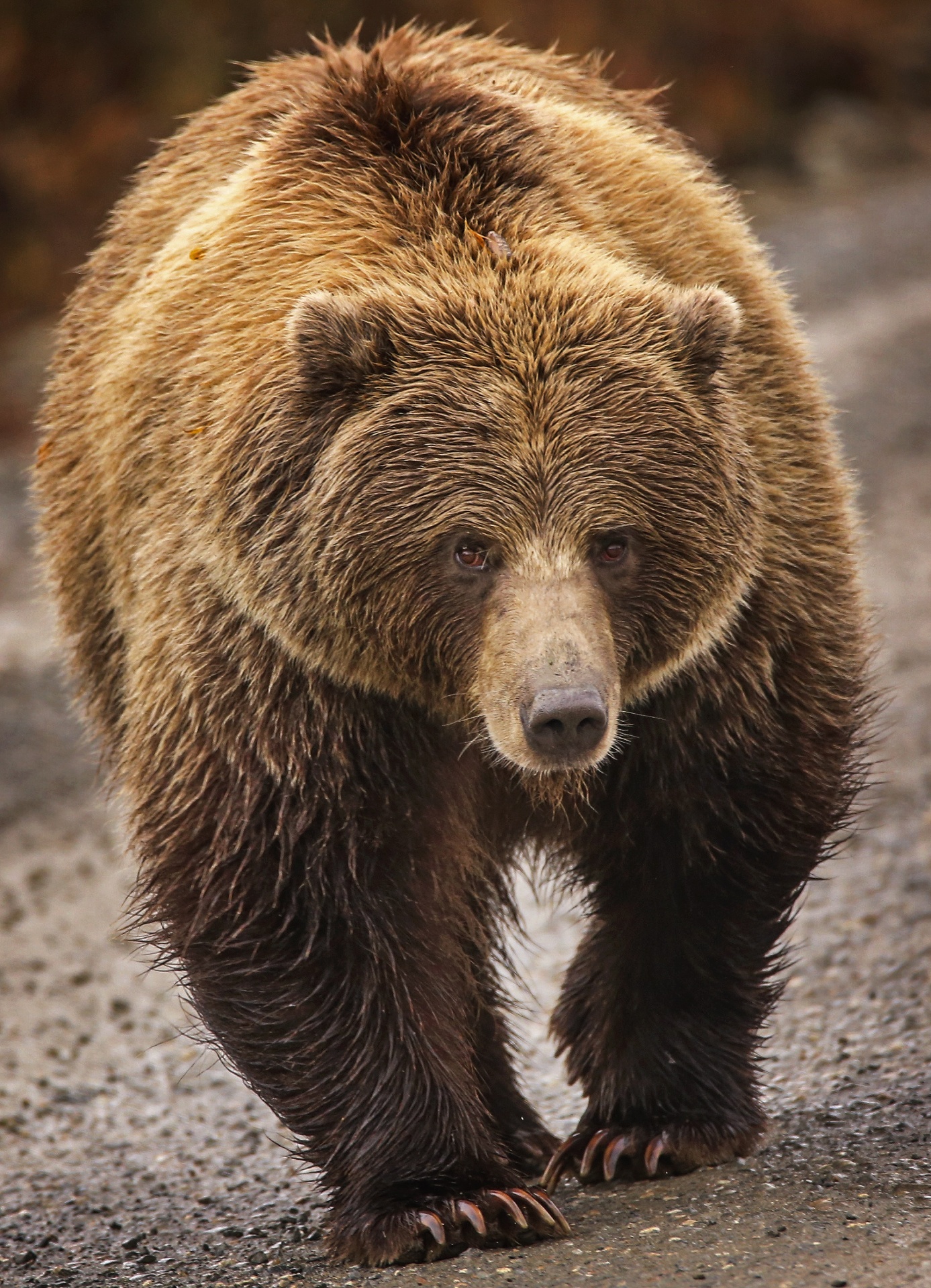 Bear Free Stock Photo Public Domain Pictures
