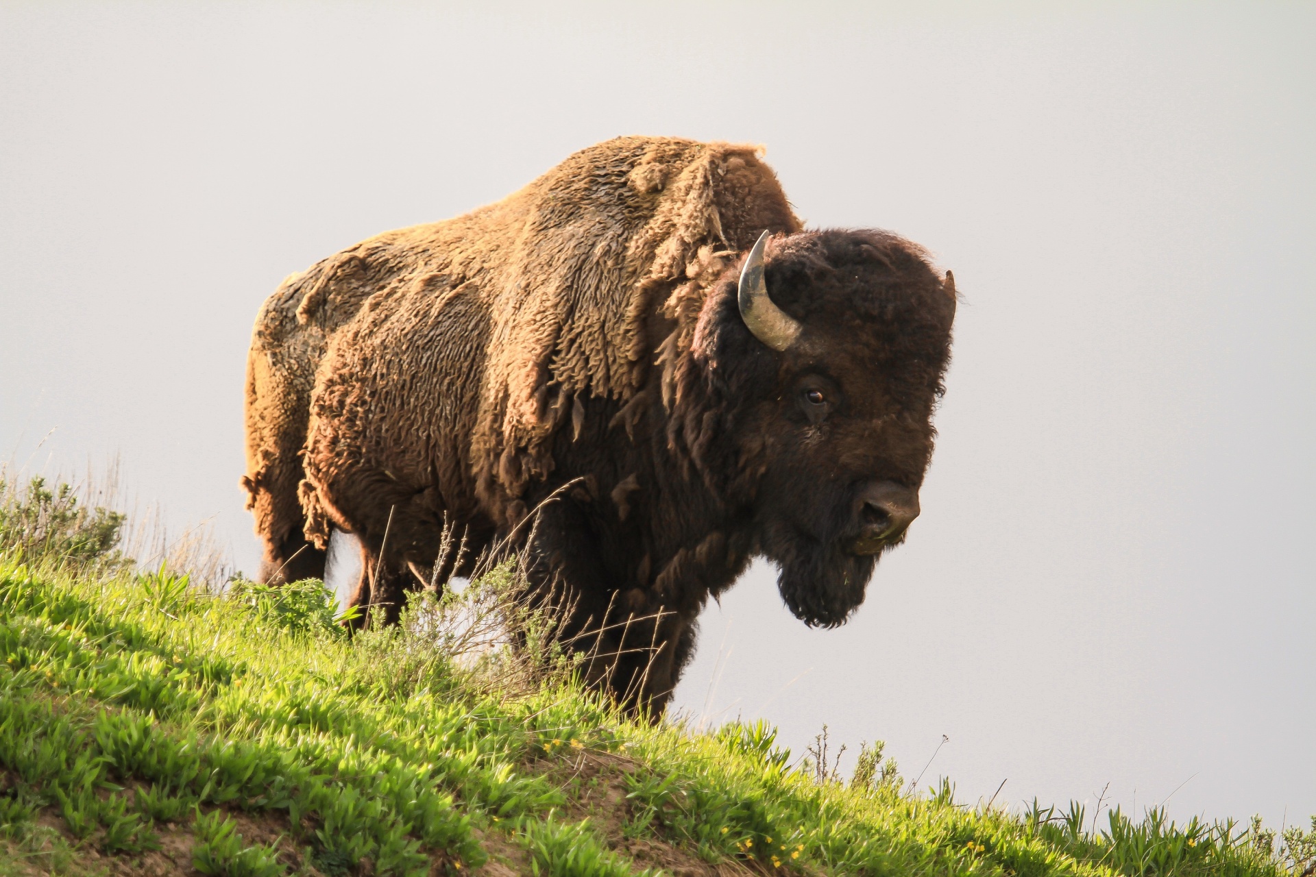 Bison Buffalo Free Stock Photo - Public Domain Pictures