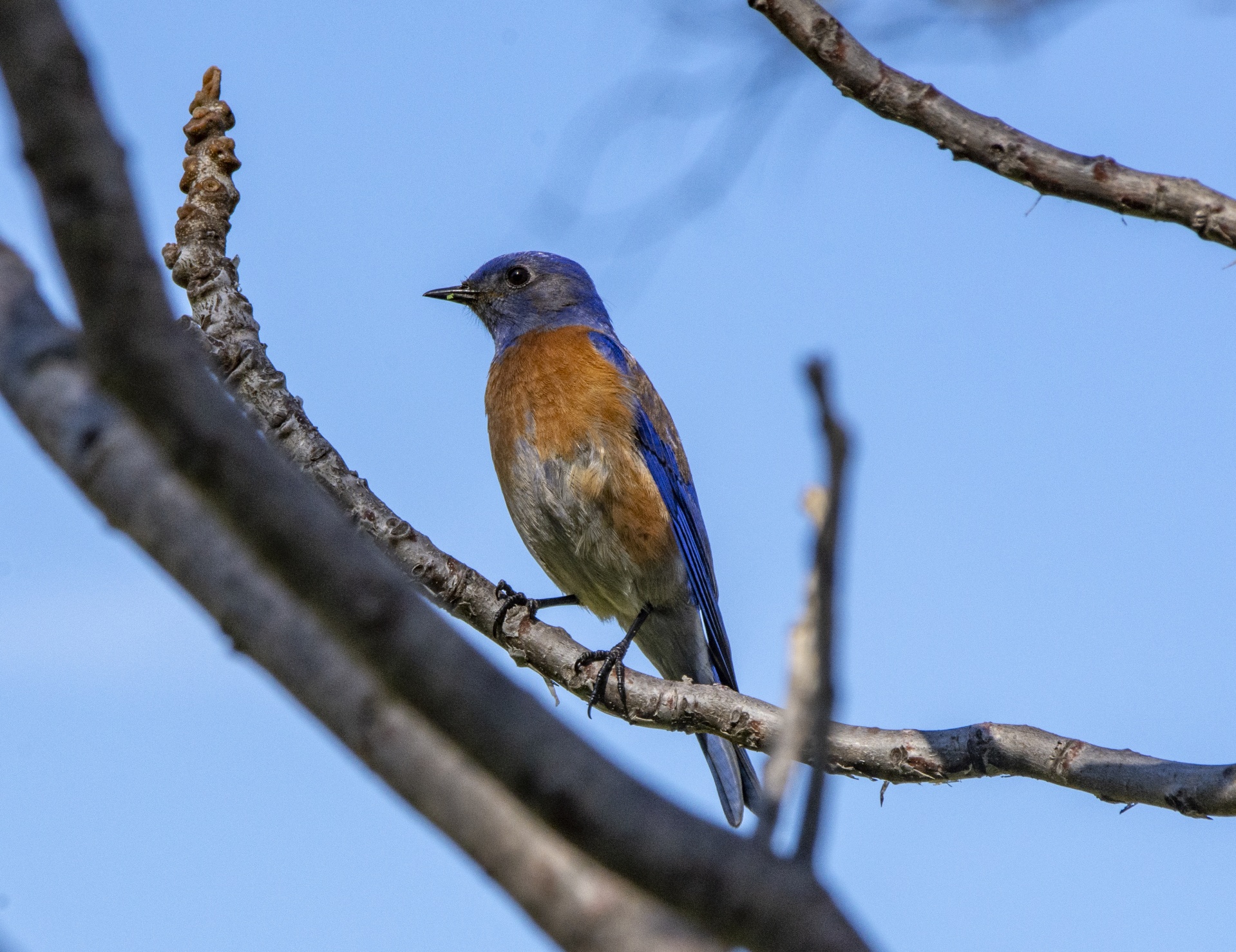 Blue Bird with Quirky Plumage - wide 7