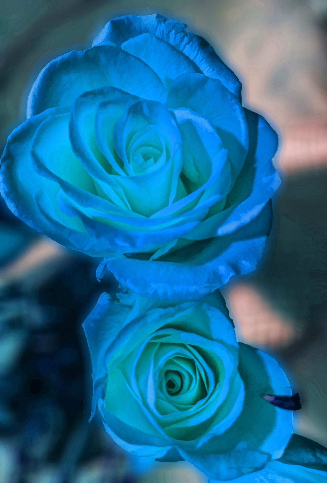 Blue Roses Free Stock Photo - Public Domain Pictures