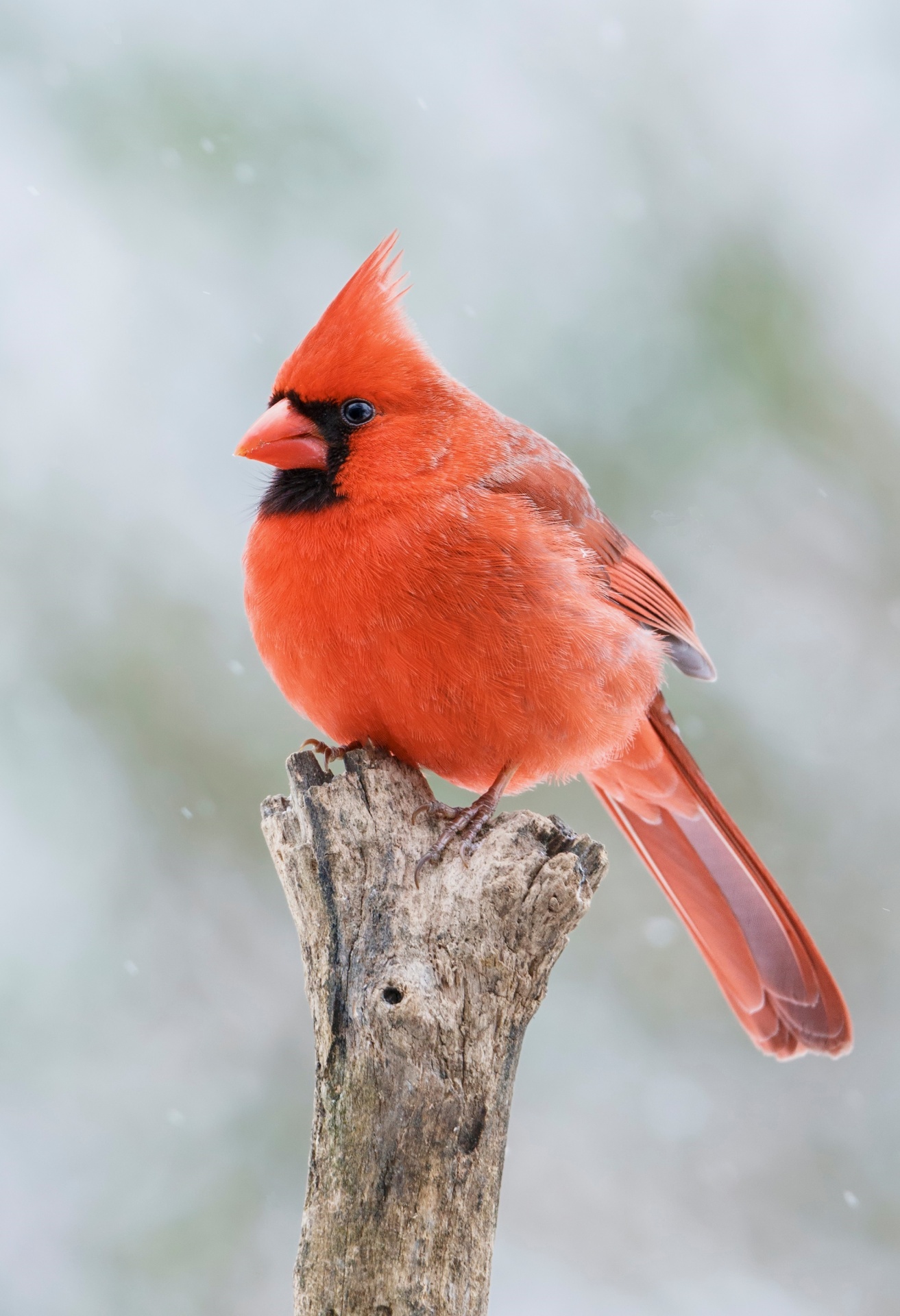 cardinal-free-stock-photo-public-domain-pictures