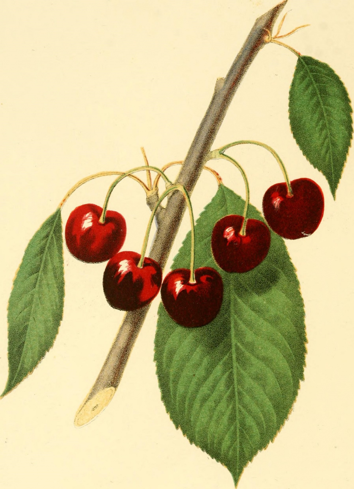 cherry-fruit-cherries-1848-free-stock-photo-public-domain-pictures