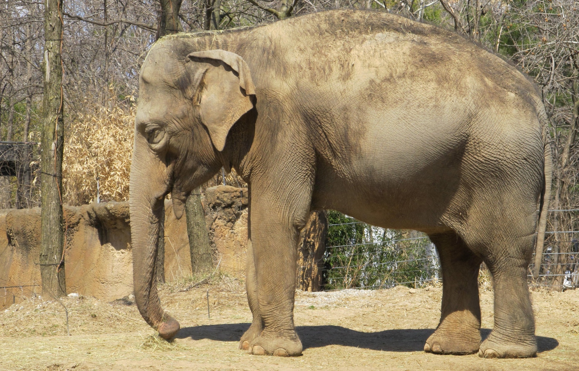 elephant-in-zoo-1588674025zQD