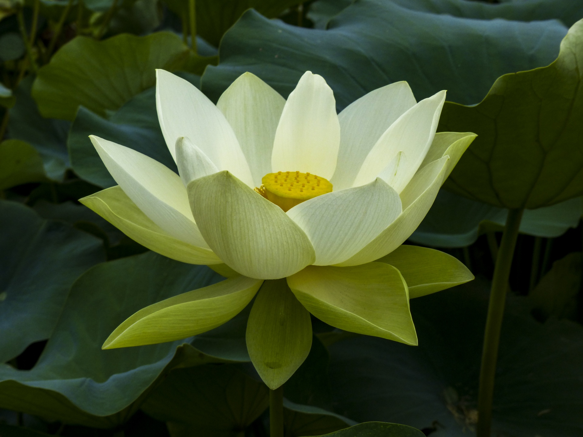 Drijvende Lotus bloesem
