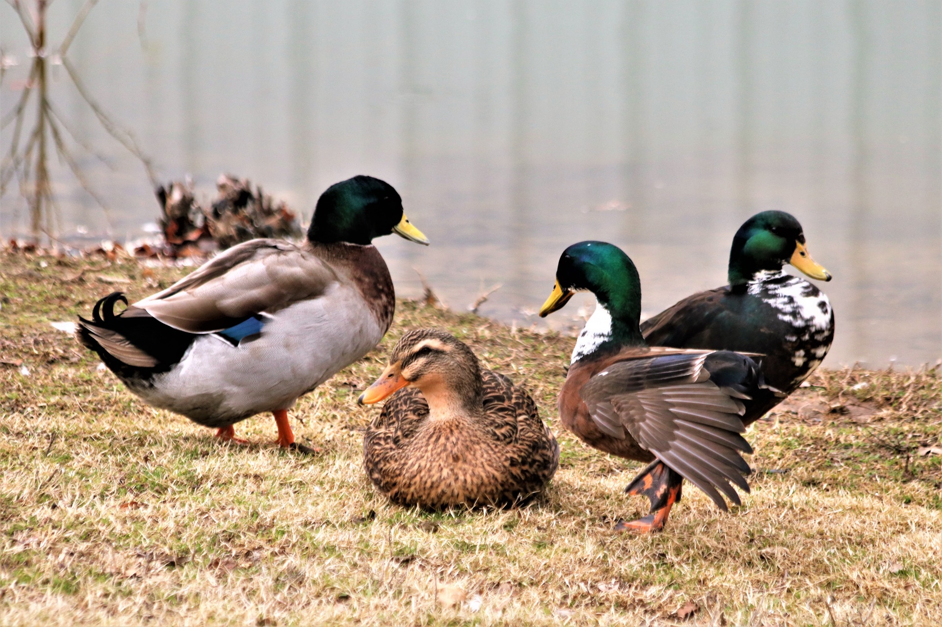 Four Mallard Ducks In Grass