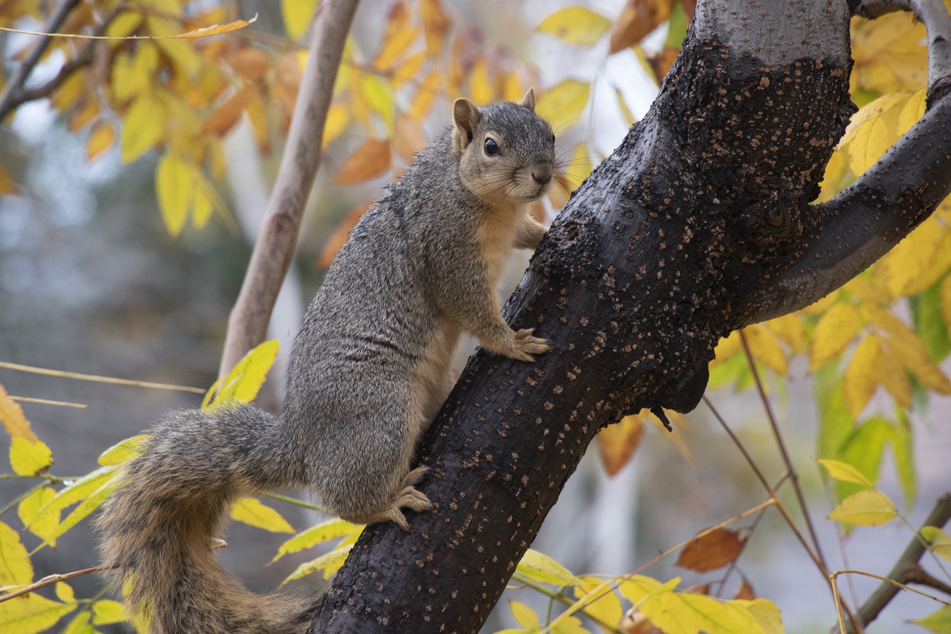 squirrel resting on a tree branch