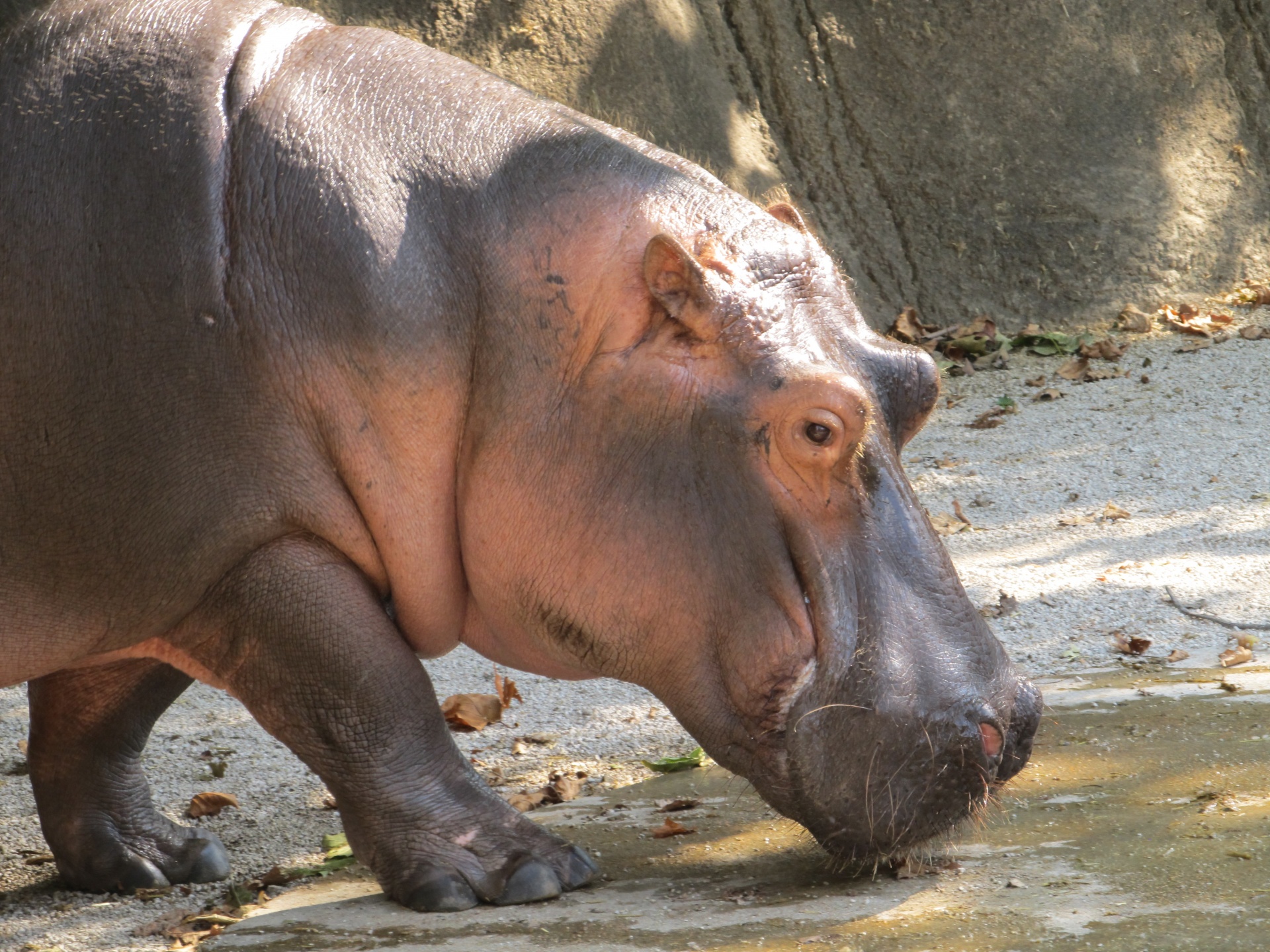 hippo-free-stock-photo-public-domain-pictures