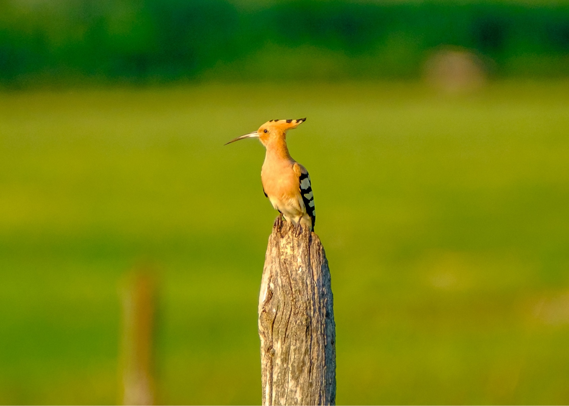 Hoopoe Bird Checks The Meadow D & C