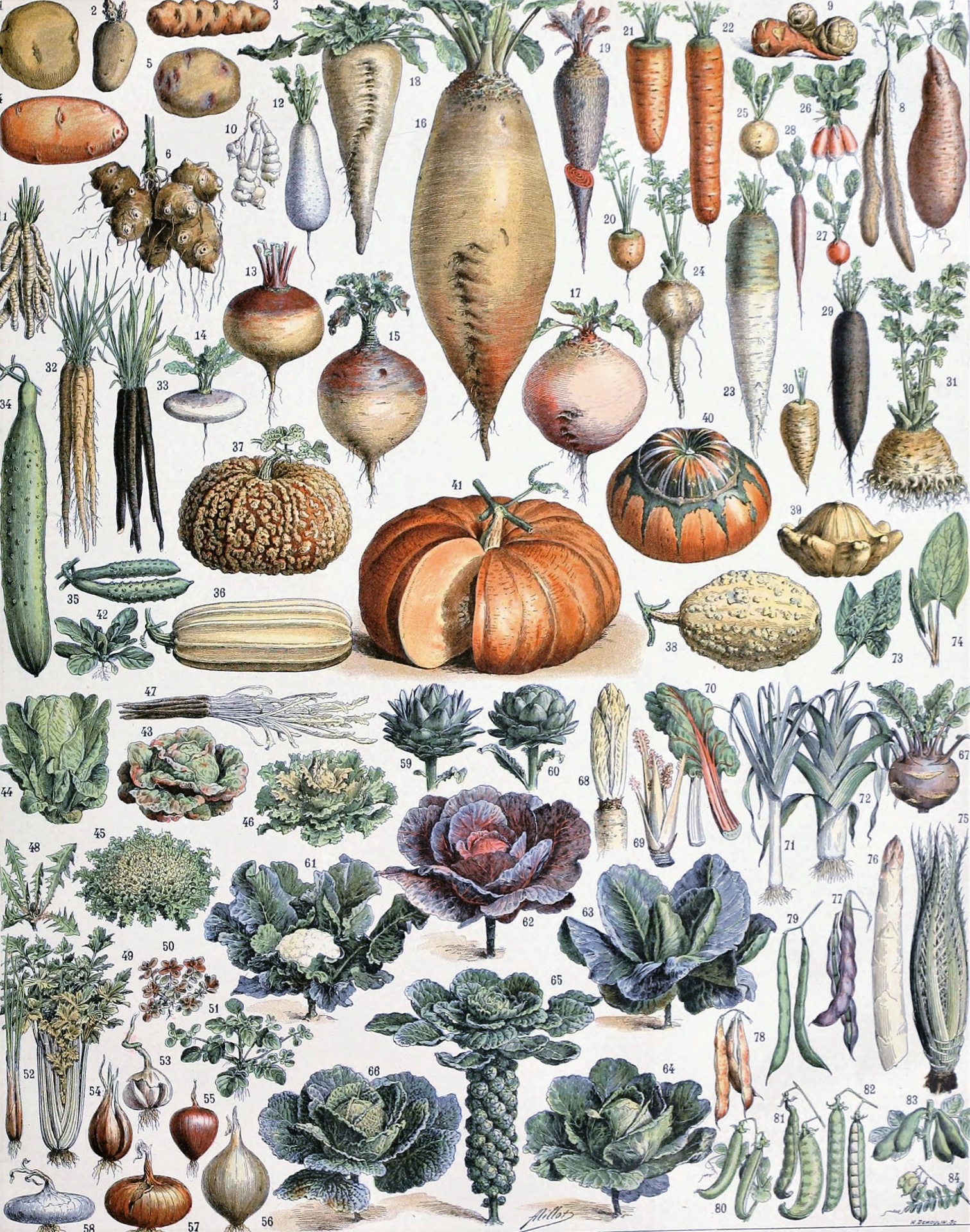Verdure di Adolphe Millot