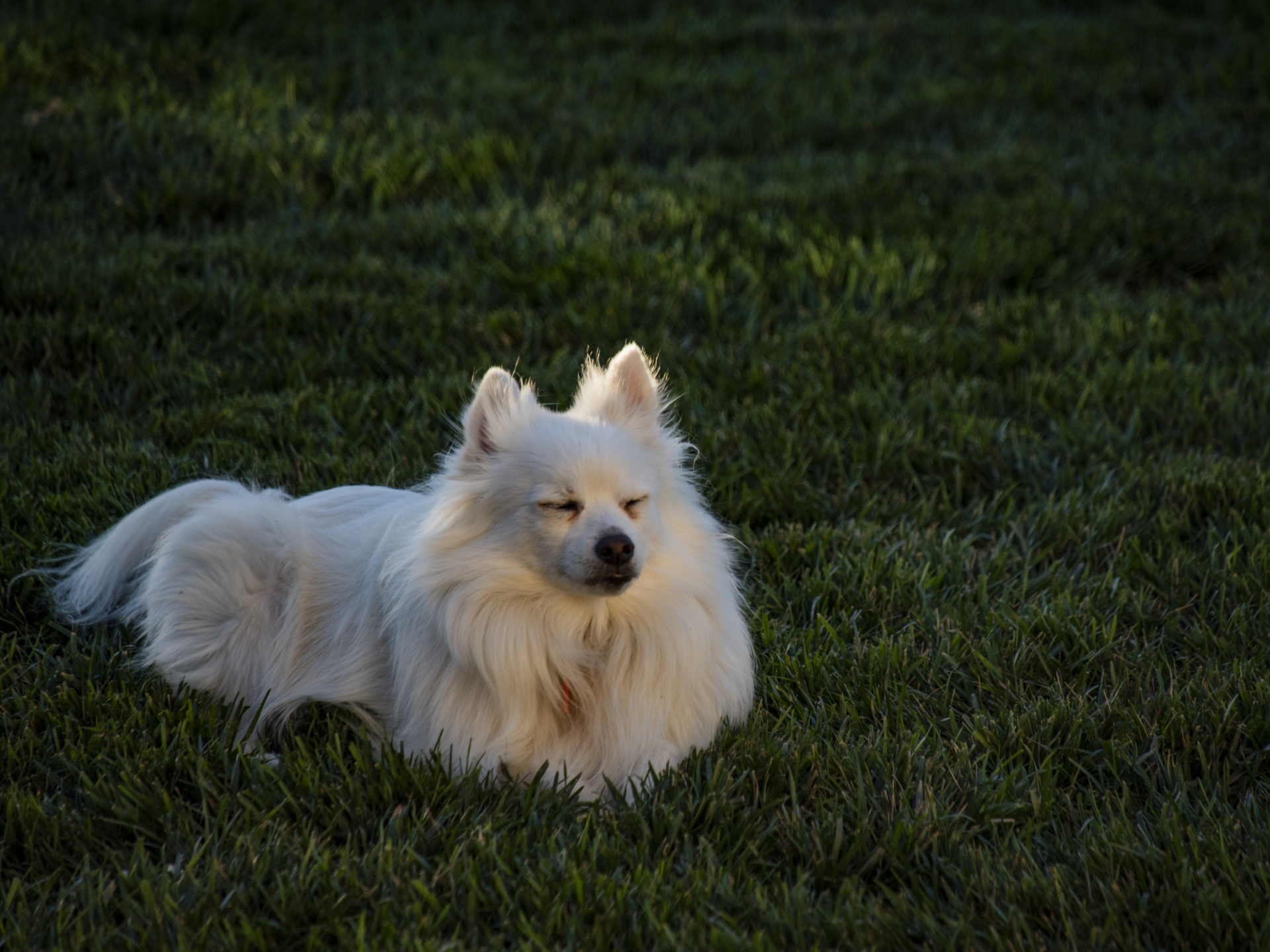 白いポメラニアン犬の瞑想 無料画像 Public Domain Pictures