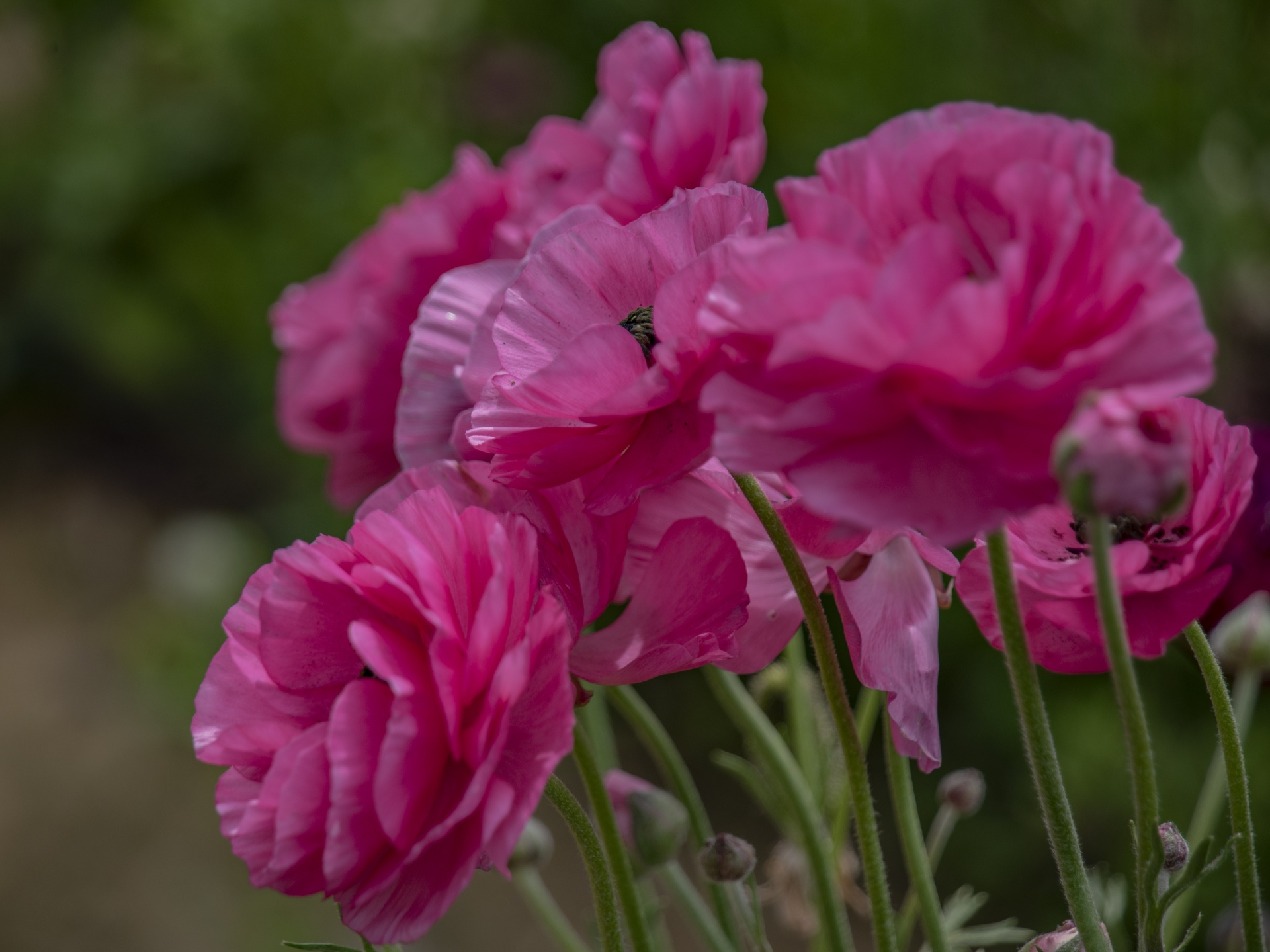 Pink Ranunculus Flowers Free Stock Photo - Public Domain Pictures