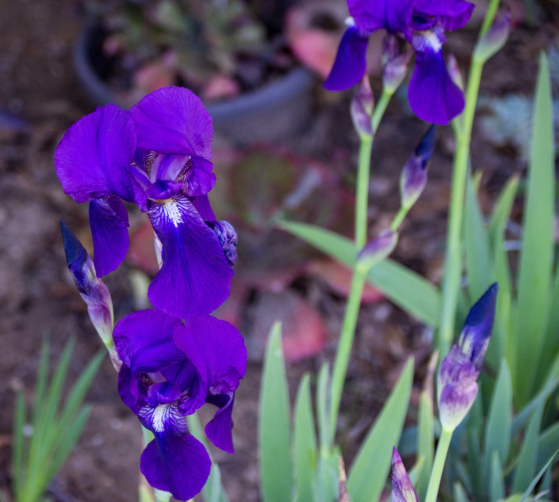 Purple Iris Flowers Free Stock Photo - Public Domain Pictures