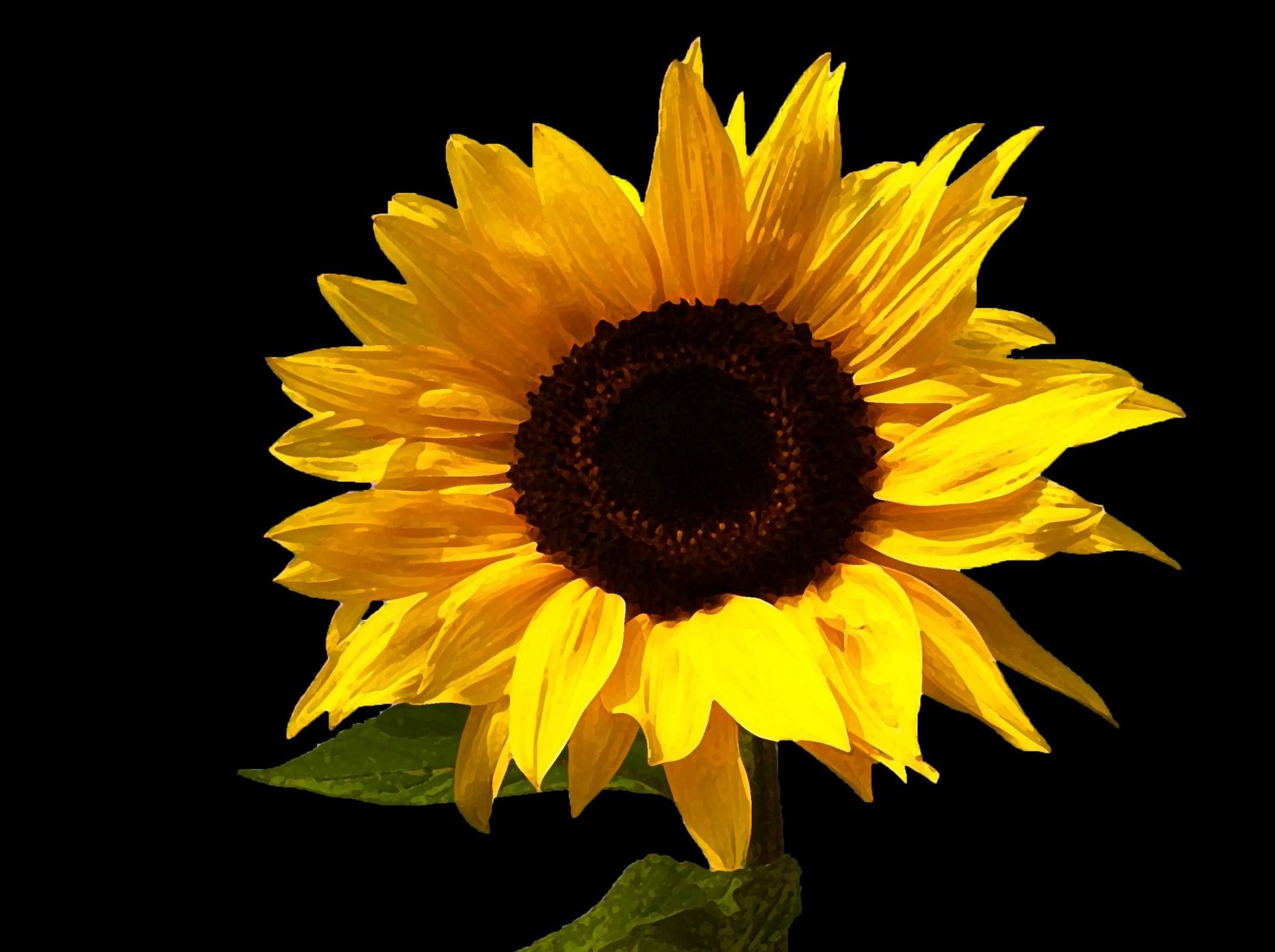sunflower-free-stock-photo-public-domain-pictures