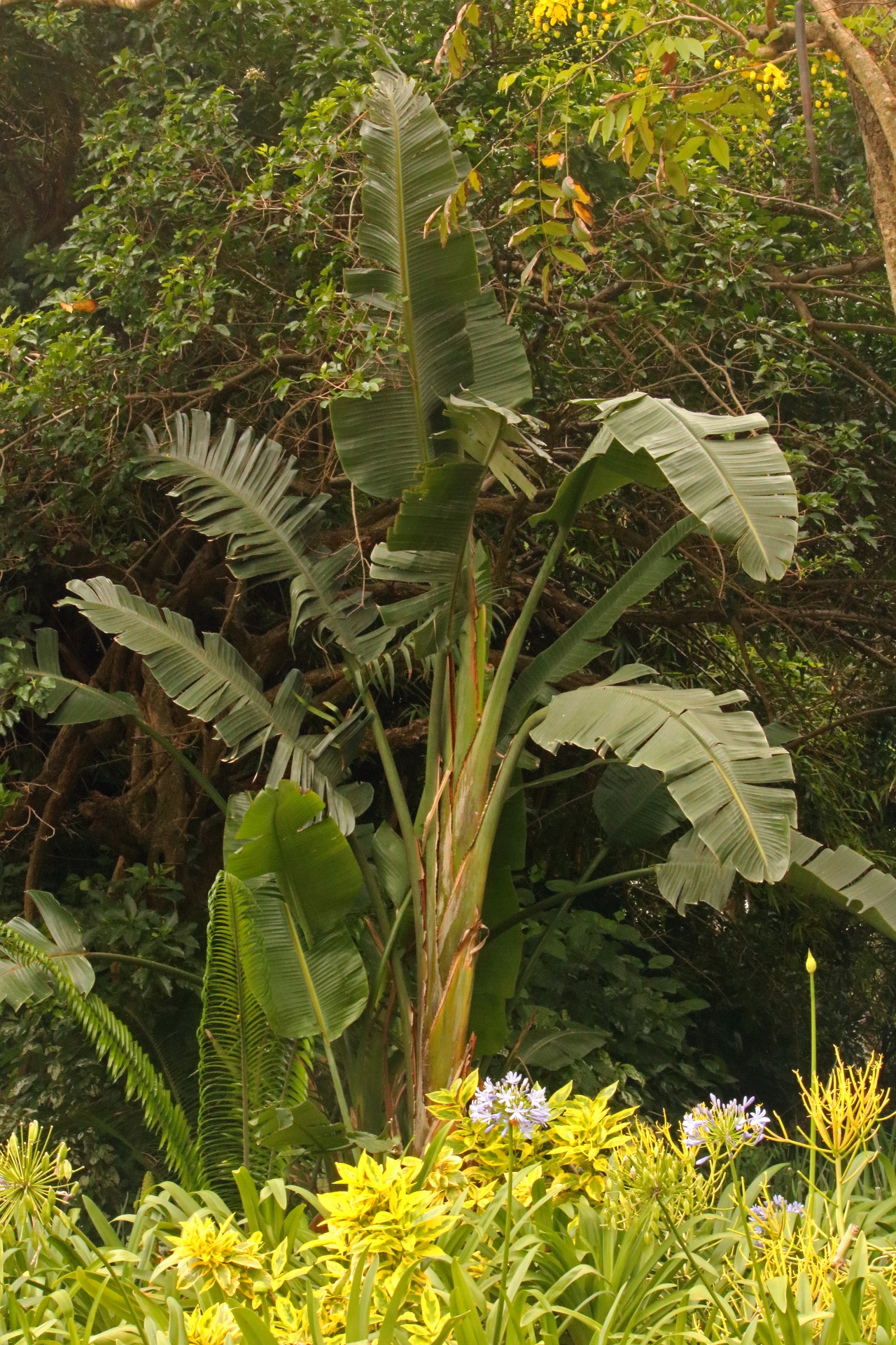Lange bananenboom