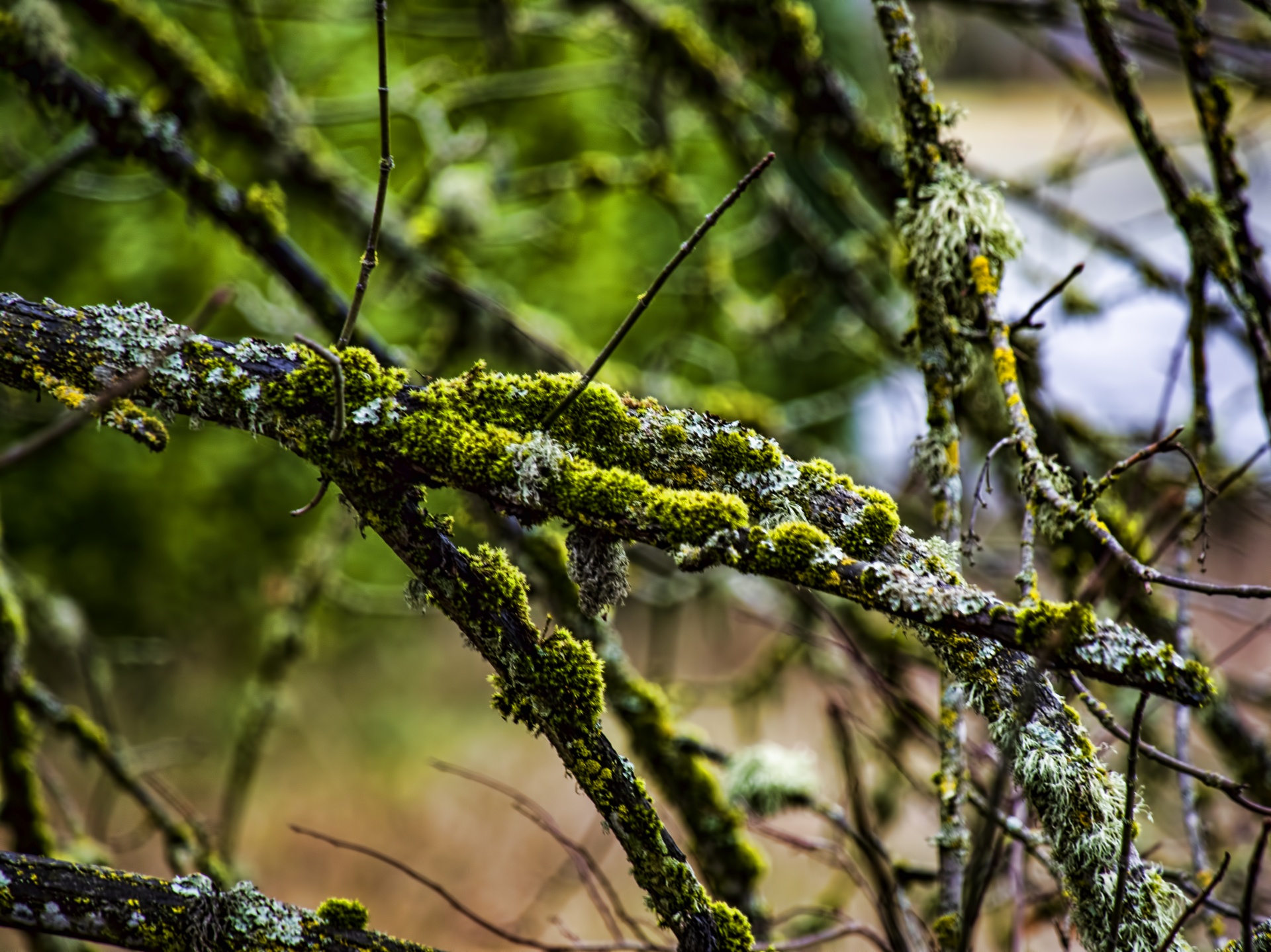 Branche d'arbre aux lichens