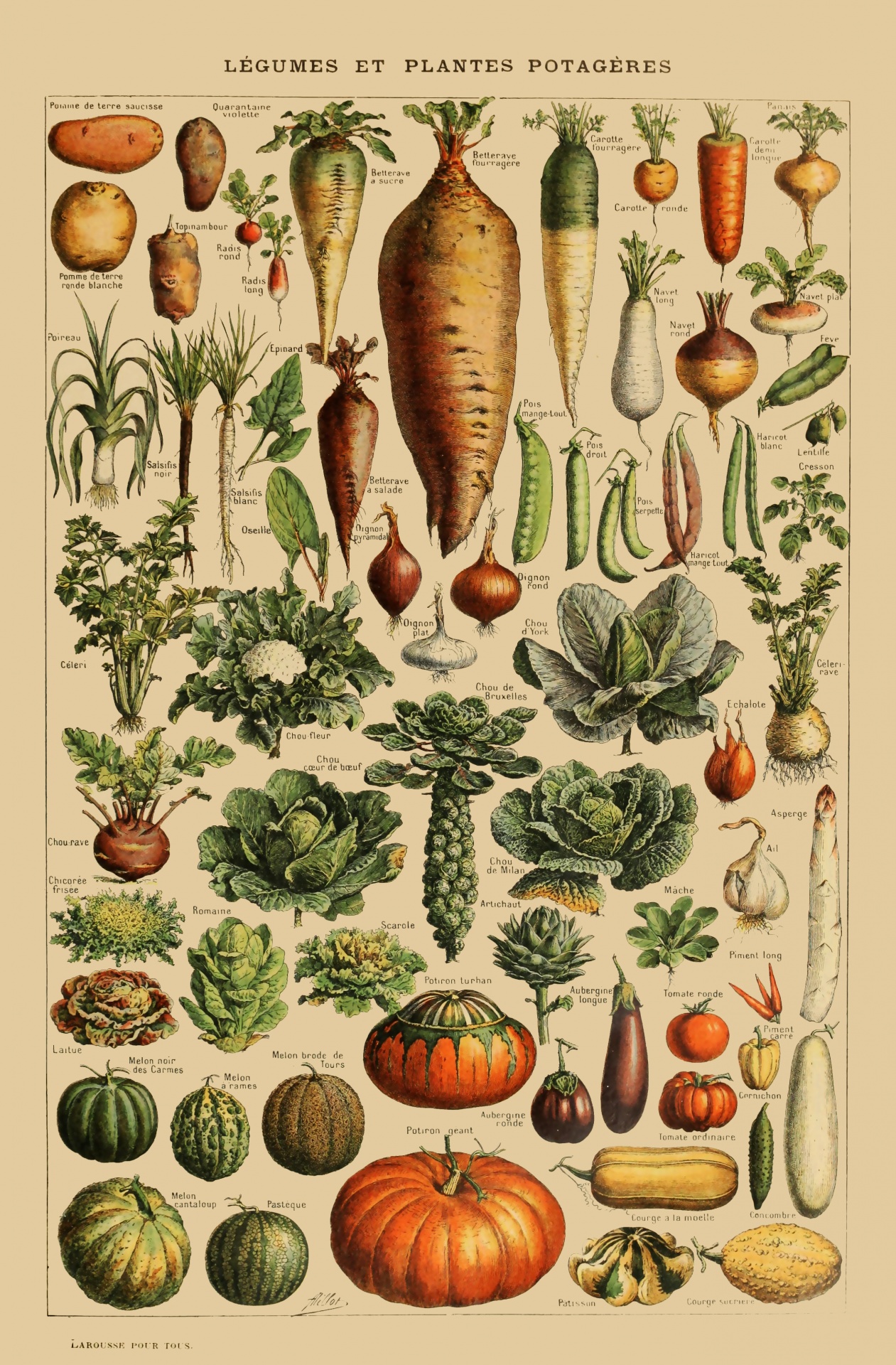 Légumes Vintage Art Print