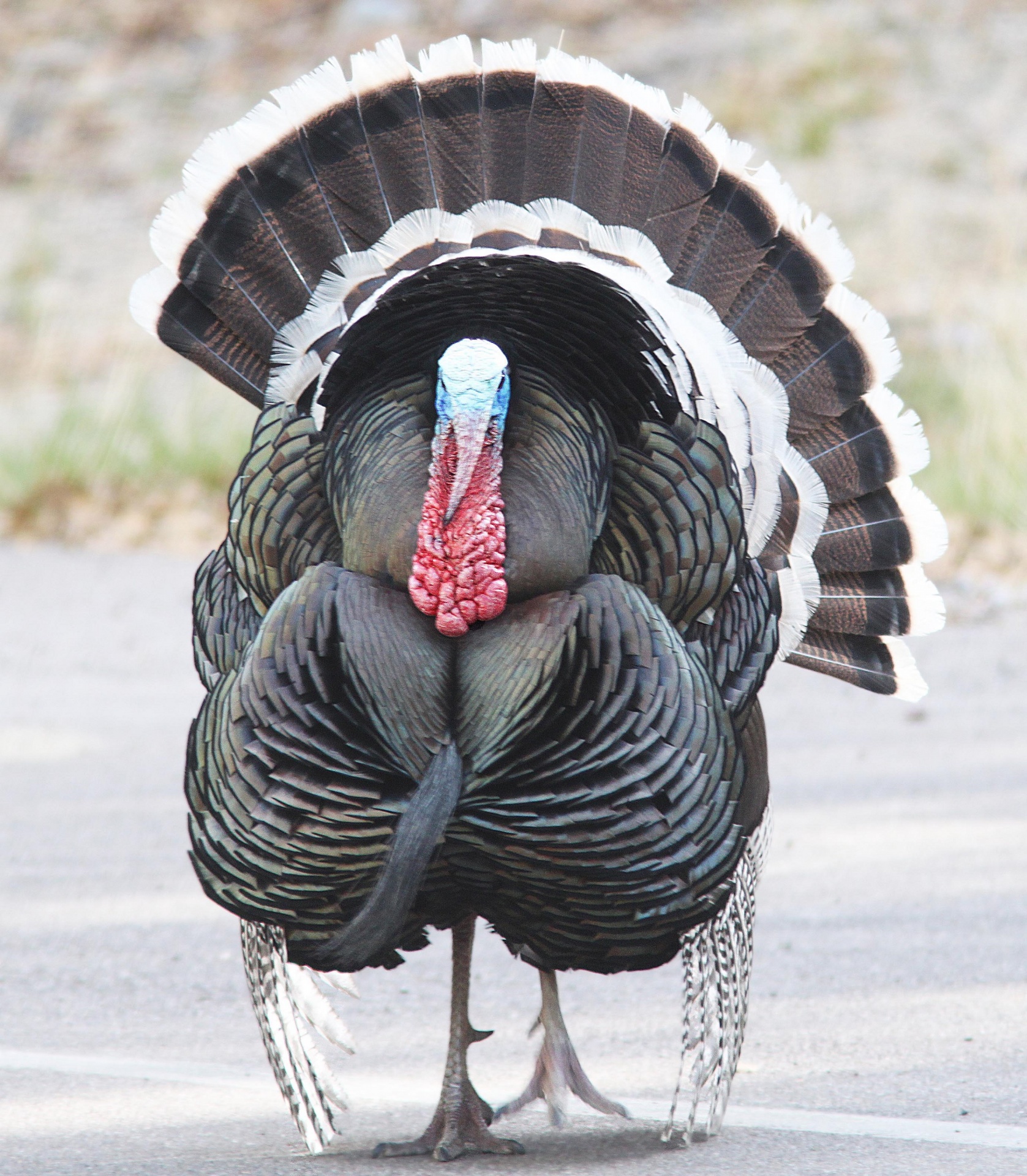 Wild Turkey | Audubon Field Guide
