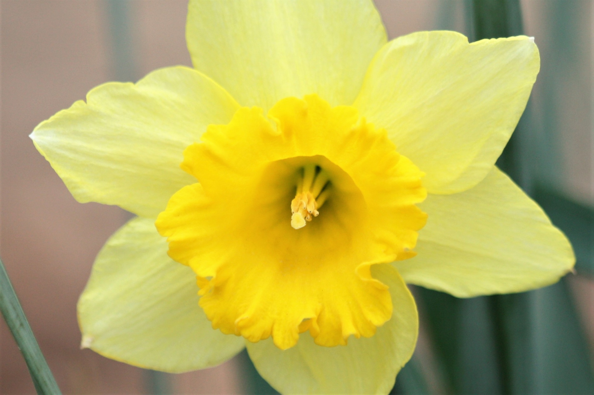 Yellow Daffodil Close-up Free Stock Photo - Public Domain Pictures