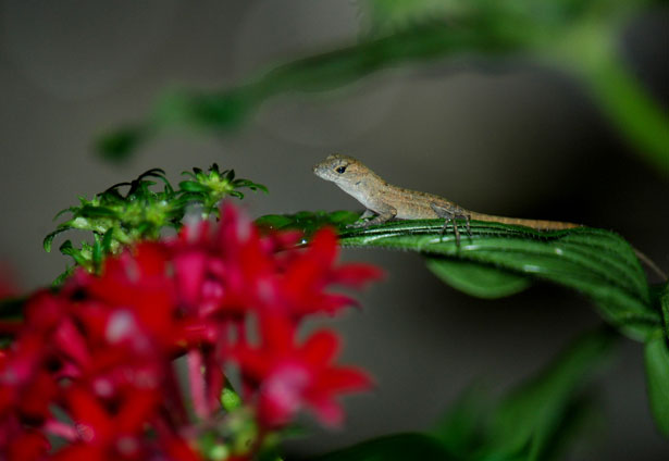 Baby Anole Lizard Free Stock Photo Public Domain Pictures,What Is Garam Masala Taste Like