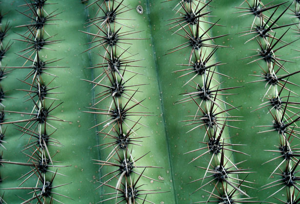 Textura Cactus Foto stock gratuita - Public Domain Pictures