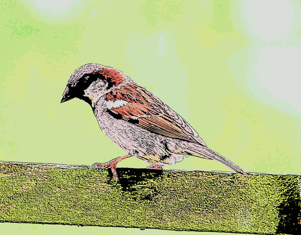 Cartoon Sparrow Free Stock Photo - Public Domain Pictures